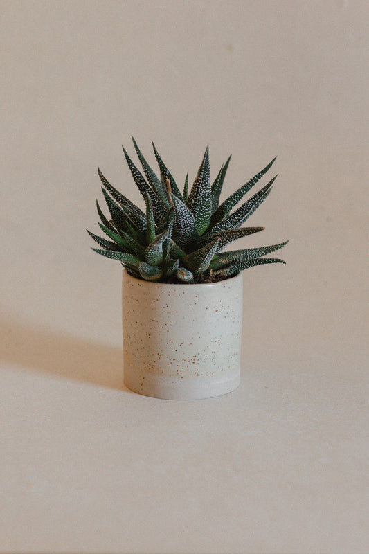 Eggshell Mini Plant Pot