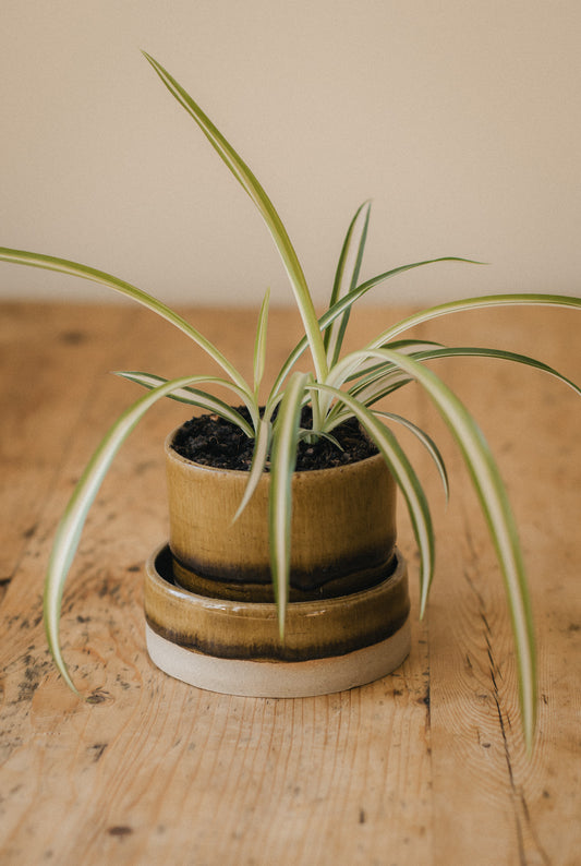 Woodland Glaze Set: Planter and Dish