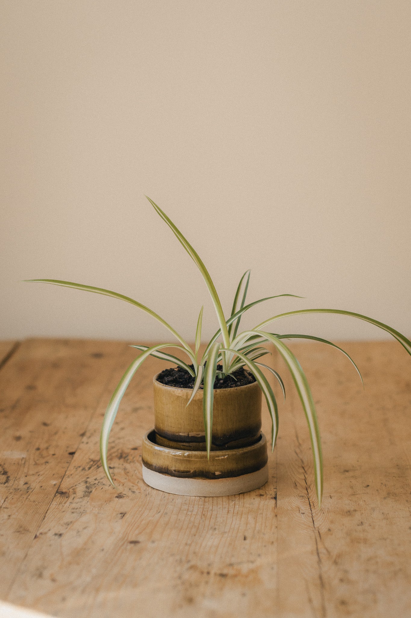 Woodland Glaze Set: Planter and Dish