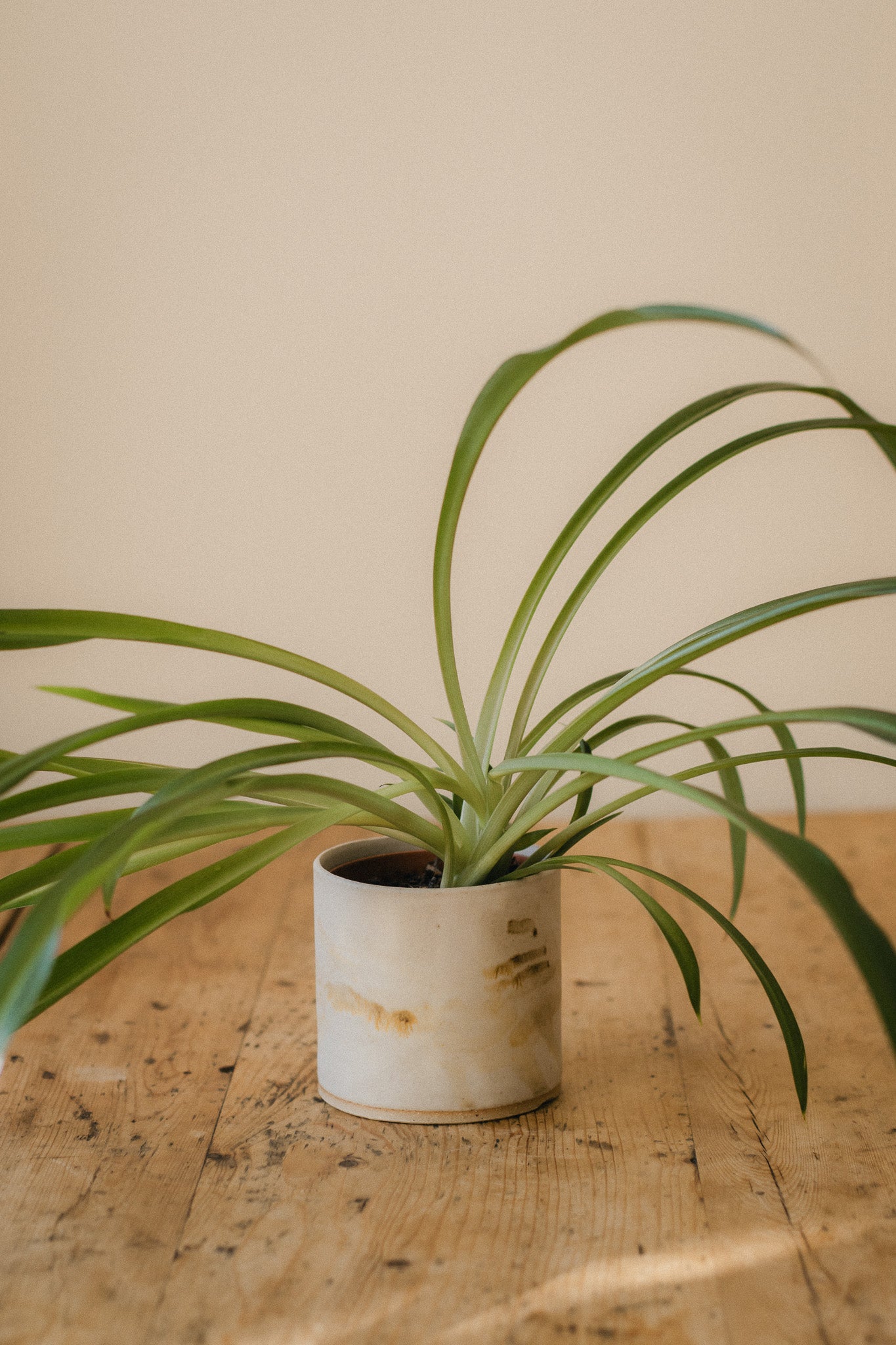 Driftwood On Sand Ceramic Planter