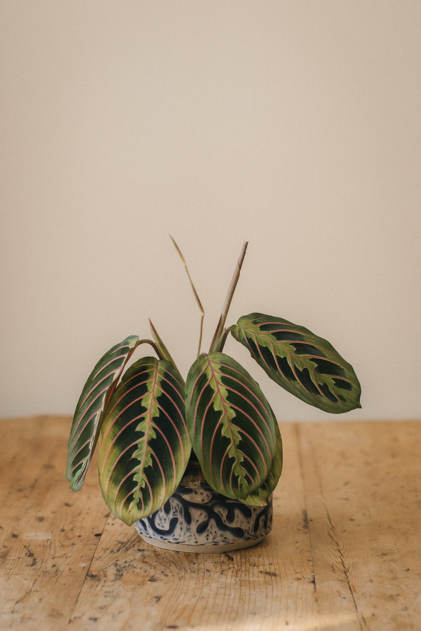 Sgraffito Vine Ceramic Planter