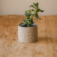 Carved Ceramic Plant Pot