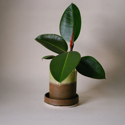 Forest Floor Plant Pot and Dish Set